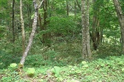 高山市荘川町町屋字七廻り販売価格￥35万円